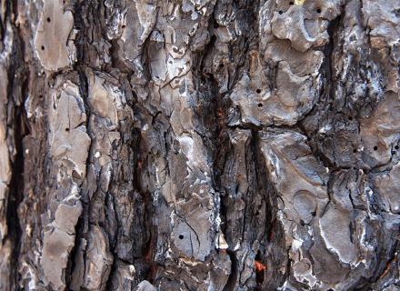 חורי גיחה שיצרו בוגרי חיפושיות בדרכם לעצים אחרים. צילום: יעקב שקולניק, ארכיון הצילומים של קקל